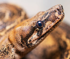 Close-up of lizard