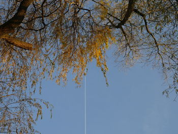 Low angle view of trees against blue sky