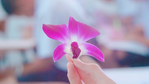 Close-up of pink flower