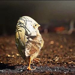 Close-up of bird on road
