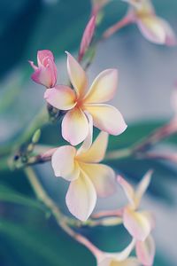 Close-up of pink flower