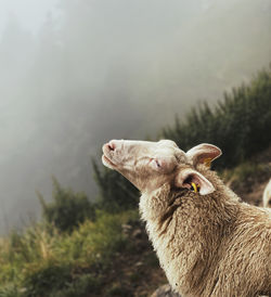 Mountain sheep 