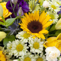 Close-up of yellow flowers blooming outdoors
