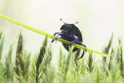 Close-up of insect on grass