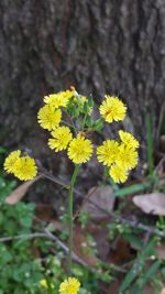 Close-up of yellow flowers