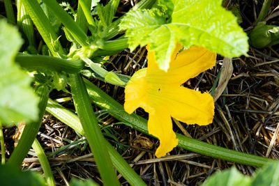 Close-up of yellow flowering plant