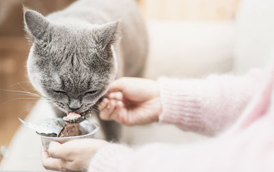 Close-up of hand holding kitten