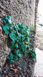 Close-up of fresh green plant against wall