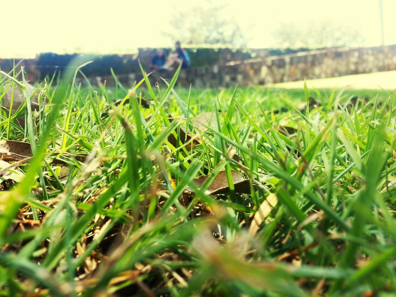 grass, green color, field, grassy, growth, selective focus, plant, blade of grass, nature, focus on foreground, close-up, sunlight, surface level, green, day, outdoors, one animal, beauty in nature, no people, tranquility