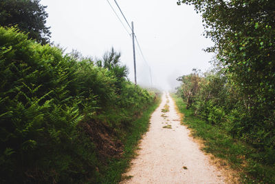 Stone path surrounded by tall trees in the forests of galicia with fog