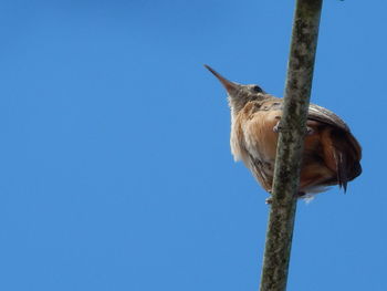 Low angle view of bird perching on wooden post against clear sky