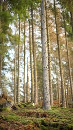 Low angle view of pine trees in forest