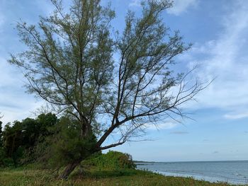 Tree by sea against sky