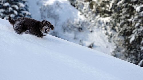 View of dog on snow covered landscape