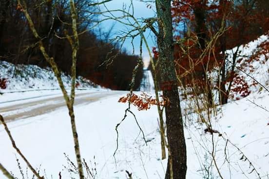 CLOSE-UP OF SNOW ON TREE IN WINTER