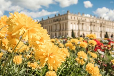 Yellow flowers blooming against sky