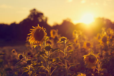 A field of sunflowers in the rays of the setting sun.