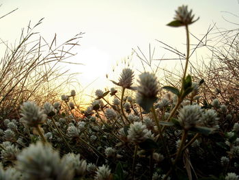 Close-up of flowers blooming in field