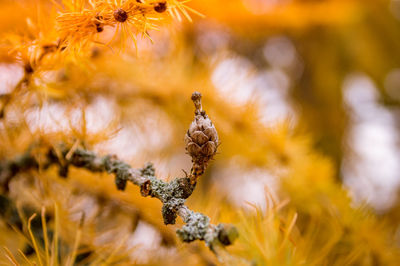 Close-up of wilted plant during autumn