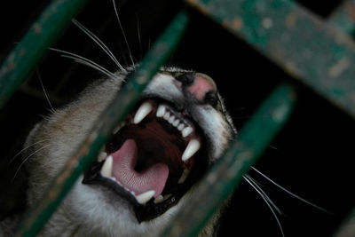 Puma in cage