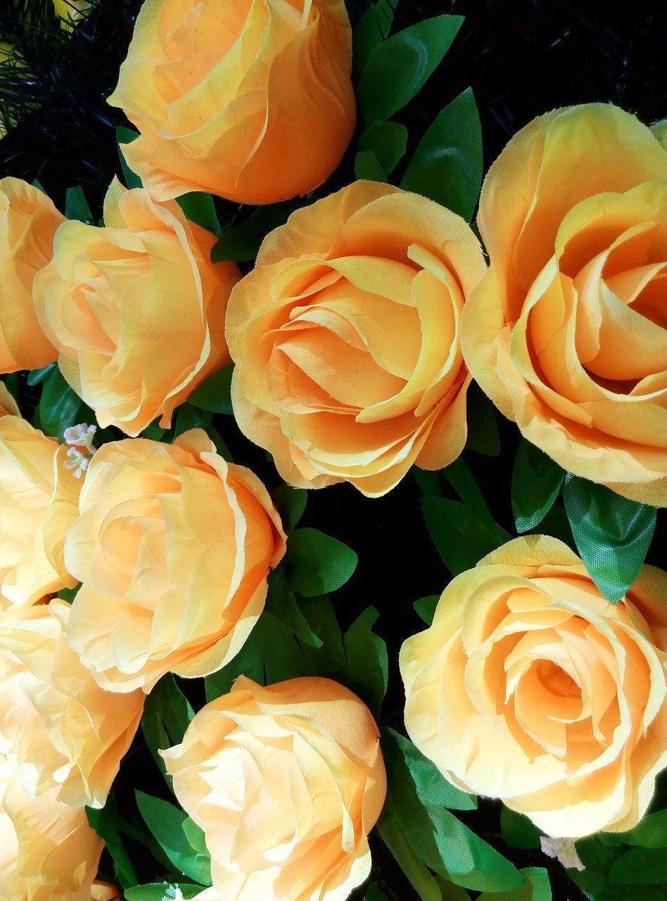 CLOSE-UP OF YELLOW ROSE