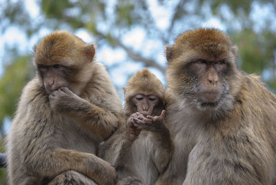 Monkeys sitting outdoors