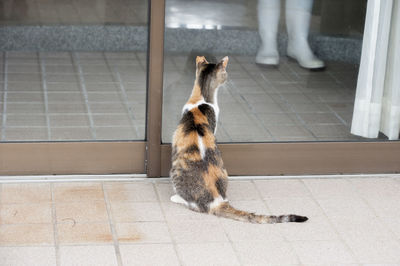 Low section of cat sitting on floor