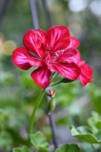 Close-up of red flowering plant