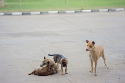 View of a dog on the road