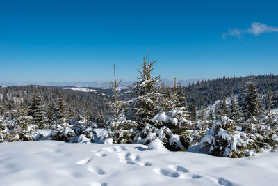 Scenic view of pine trees in forest against blue sky during winter 