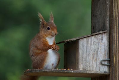 Close-up of squirrel