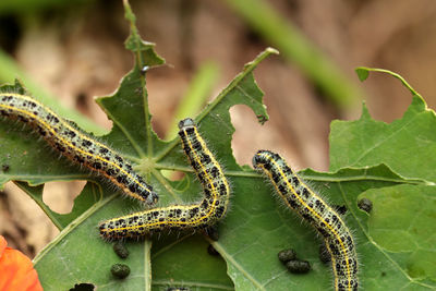 Close-up high angle view of caterpillars on leaves