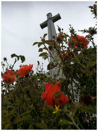 Low angle view of poppy flowers blooming against sky