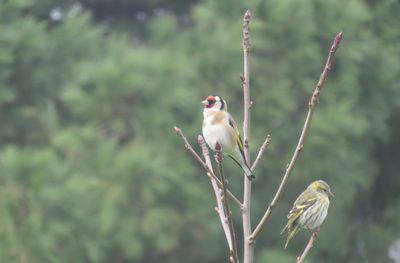Close-up of bird perching on tree