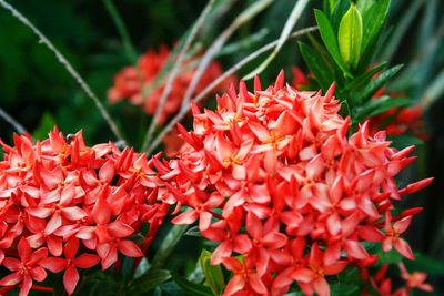 Close-up of red flowering plant
