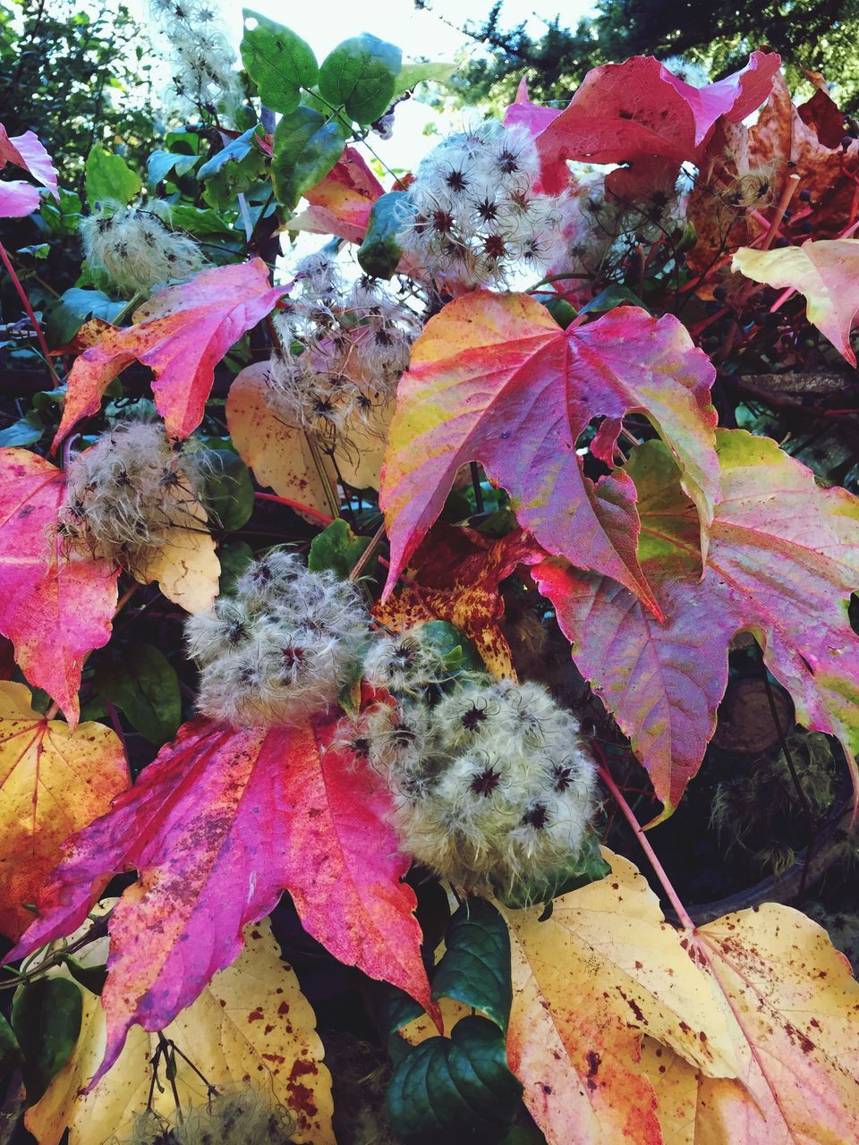 leaf, autumn, change, leaves, season, high angle view, nature, close-up, dry, outdoors, day, fallen, fragility, growth, plant, no people, beauty in nature, natural pattern, red, maple leaf