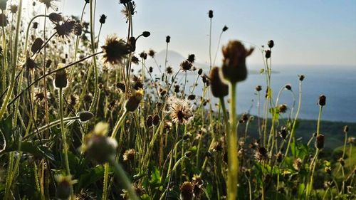 Plants growing on field