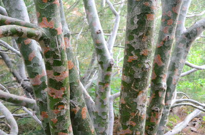 Close-up of bamboo trees in forest