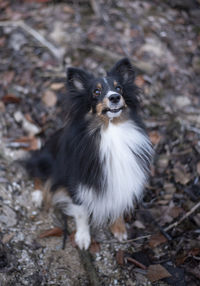 High angle portrait of a dog on field