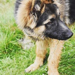 Close-up of dog on field