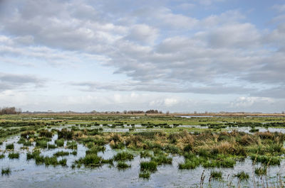 Wetlands under a big sky in a dutch polder