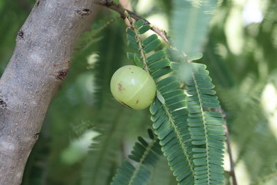 Indian gooseberries or amla fruit on tree with green leaf 