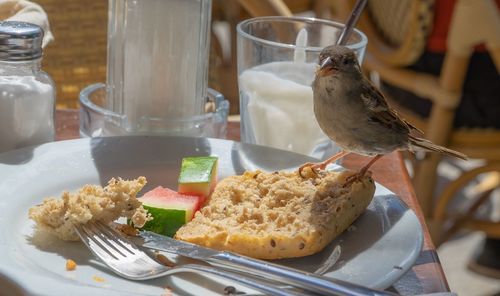Close-up of bird perching on food in plate on table
