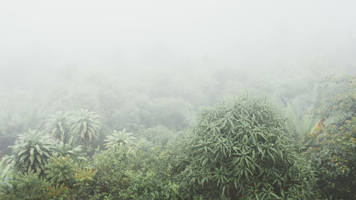 Plants growing on land