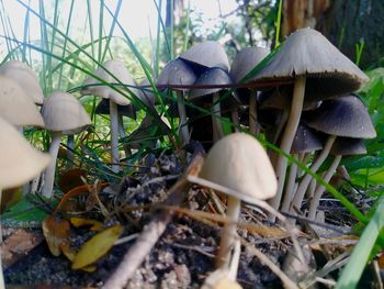 Close-up of mushroom growing on field