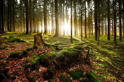 Trees in forest