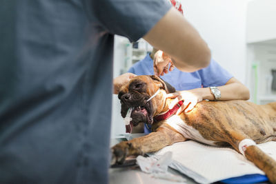 Veterinarians giving medicine to dog at clinic