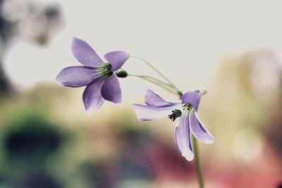 Close-up of purple flowering plant