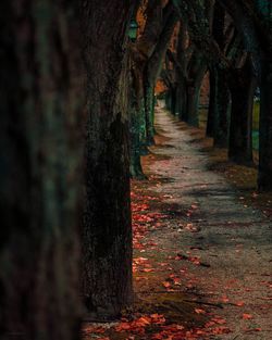 Footpath amidst trees in forest during autumn