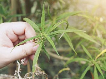 Close-up of hand holding plant